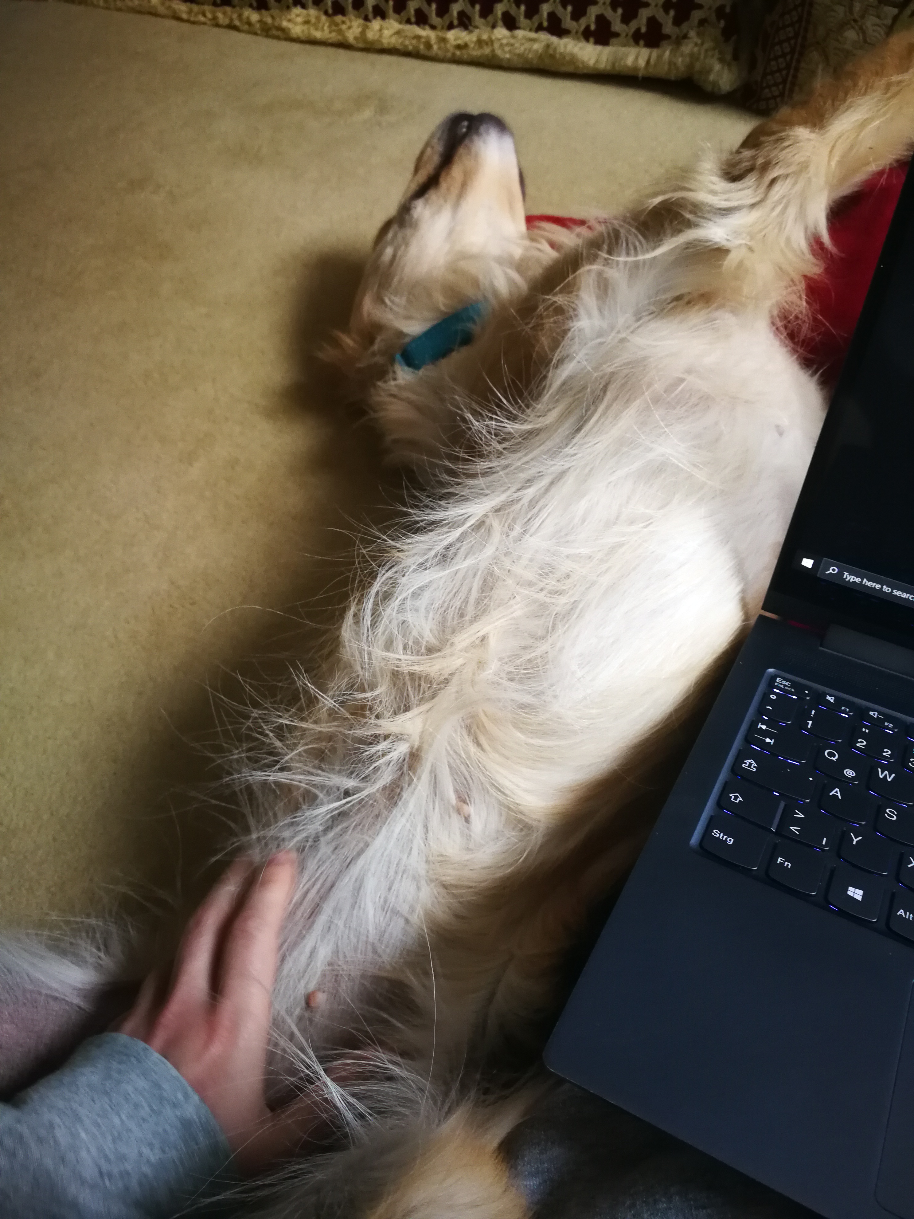 Lexi FINALLY getting a bellyrub