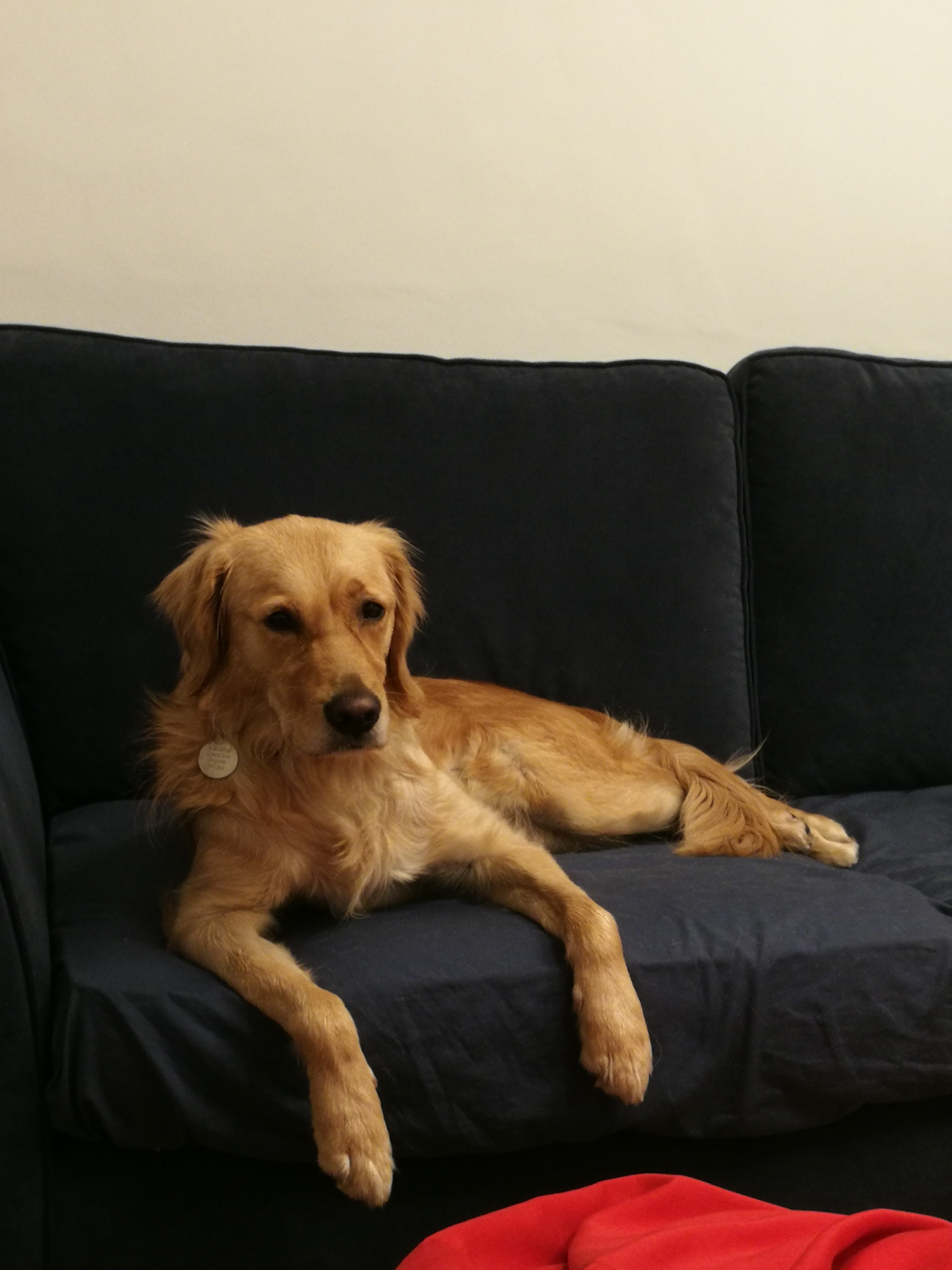 A very tired Lexi chilling on the couch