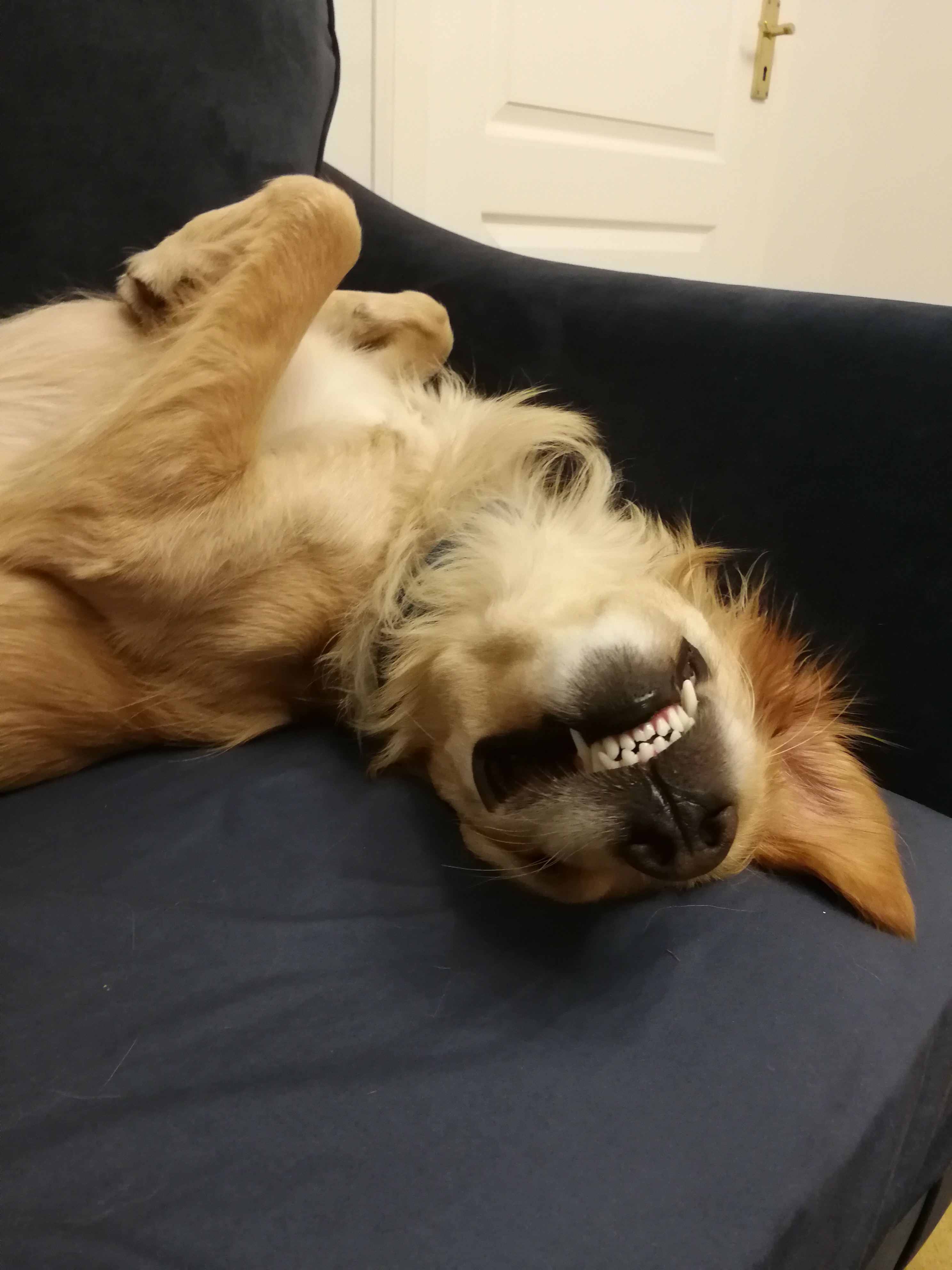 Ferocious beast